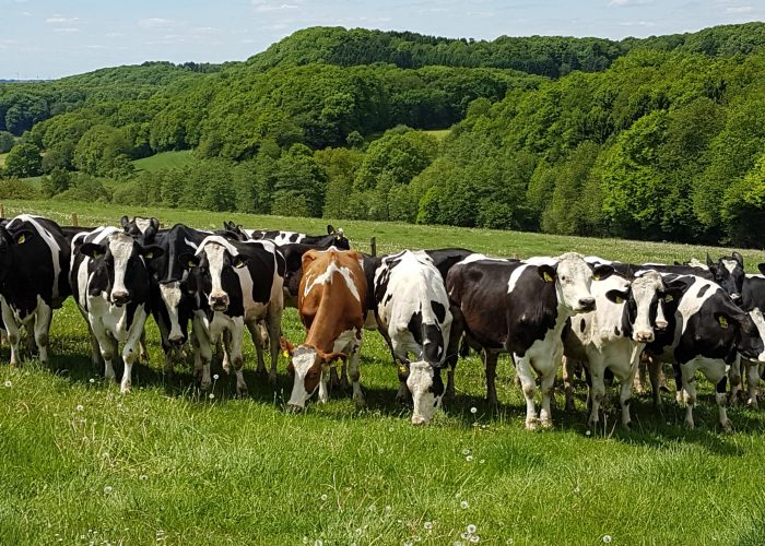 Kuhweide Kuhweide