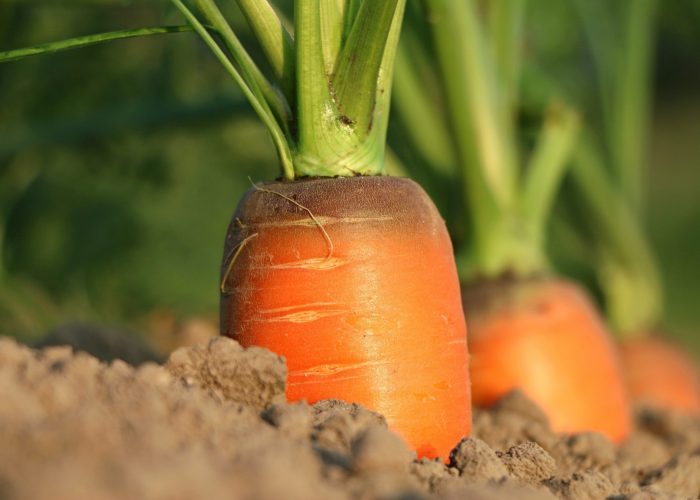 carrot-1565597 carrot-1565597
